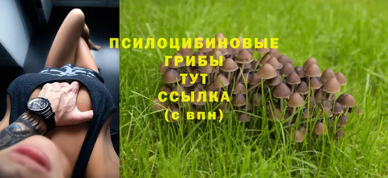 ОМГ ОМГ как зайти  сайты даркнета клад  Псилоцибиновые грибы Psilocybe  как найти наркотики  Йошкар-Ола 